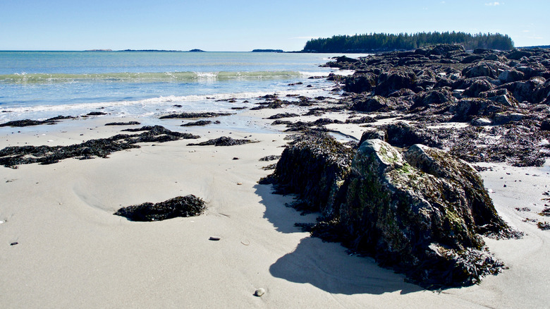 The pale sand at Roque Bluffs State Park.