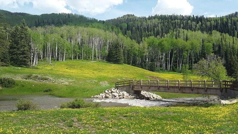 boardwalk over a stream, lush green meadows, yellow flowers, pine and aspen forests