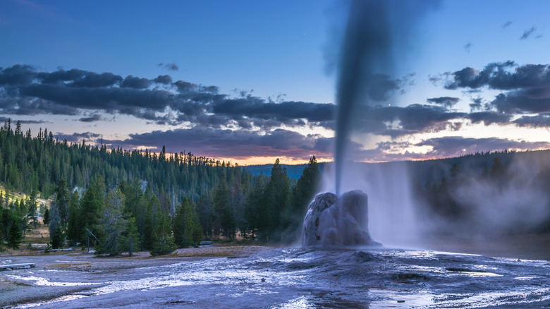 massive geyser erupting in the backdrop of cloudy sunset sky, lined with pine forests