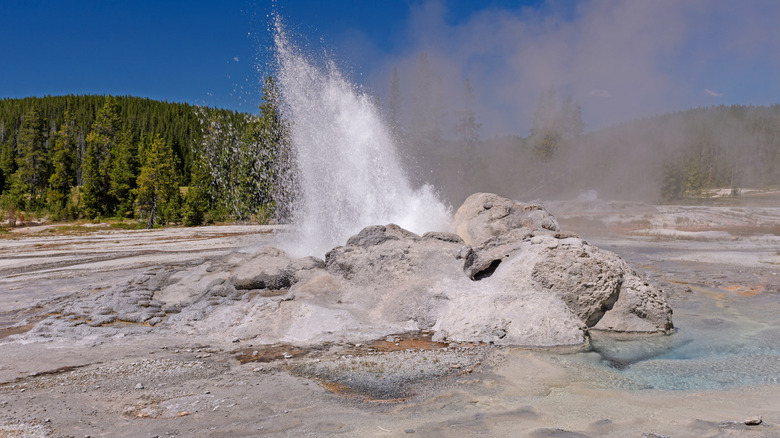 Water erupting from a geyser, rocky landscape, pine forest backdrop