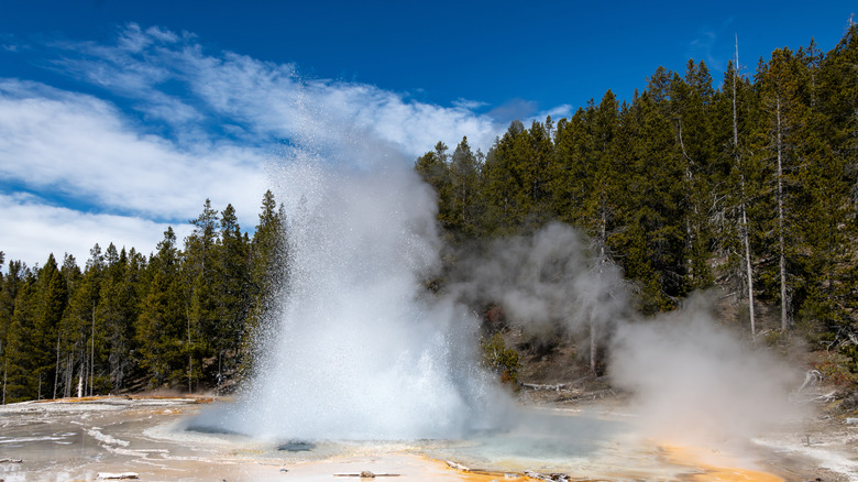geyser erupting fiercely, landscape layered with steam, lush pine forest backdrop
