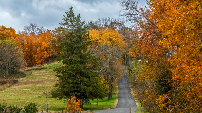 Scenic View of Big Brook Preserve