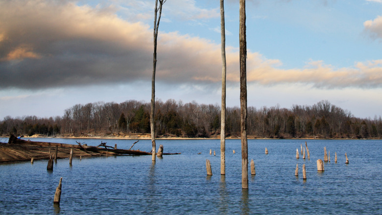 Trees growing out of a lake at Caesar Creek State Park