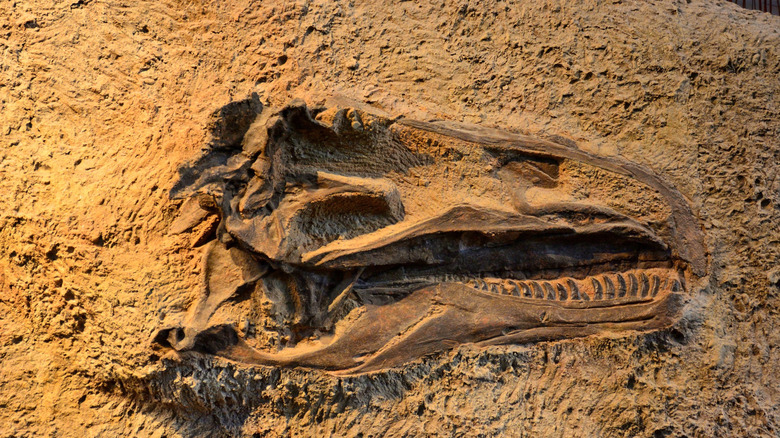 Dinosaur fossil in ground at Dinosaur National Monument