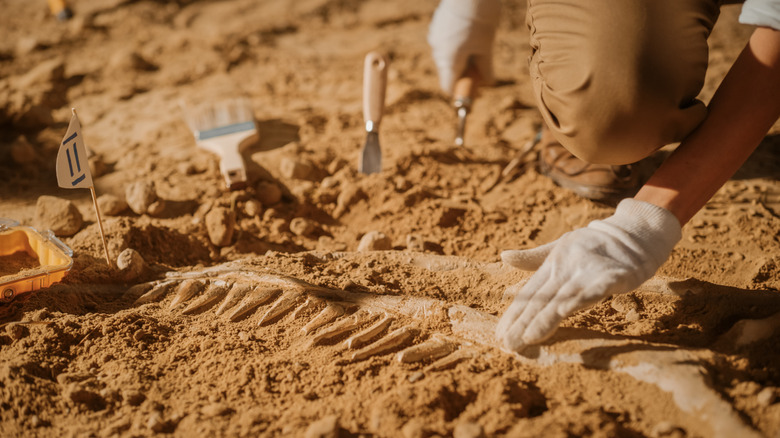 Scientist inspects a fossil in the dirt