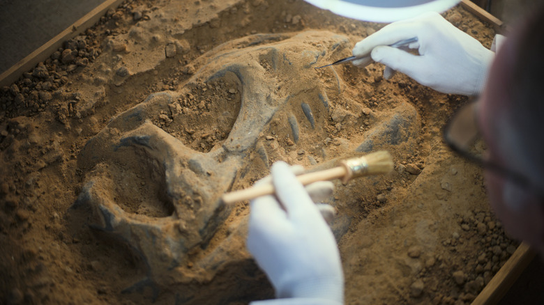 Scientist works on a fossil in the dirt