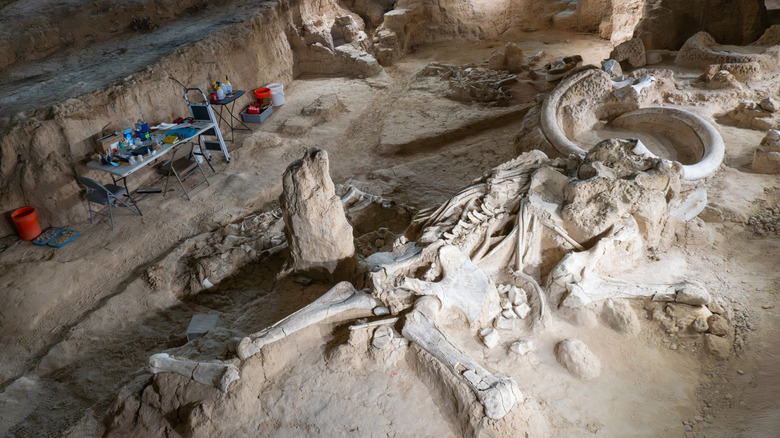 Mammoth fossils at Waco Mammoth National Monument