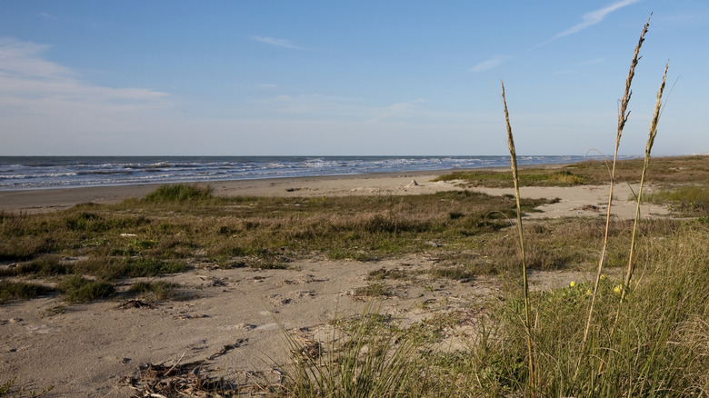 A sandy shore with plants at Galveston Island State Park in Galveston, Texas
