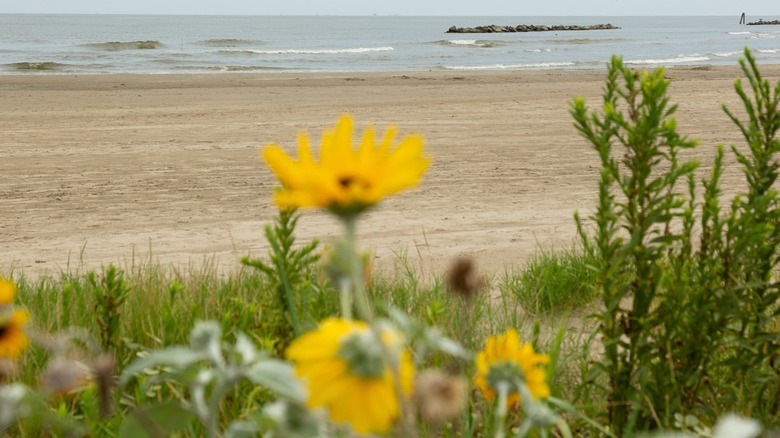 Beach and flora at Grand Isle State Park