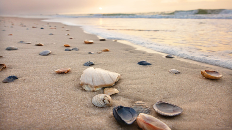 Seashells on a Gulf Coast beach