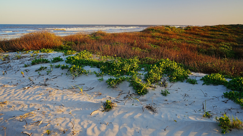Padre Island National Seashore sand and scrub in South Texas