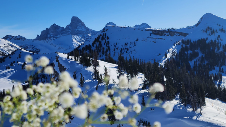 Mountains at the Grand Targhee Resort in Wyoming