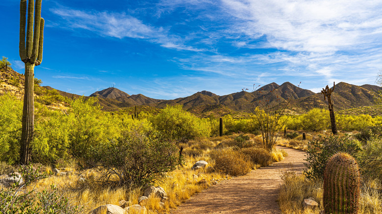 Foot path with cacti in Scottsdale desert