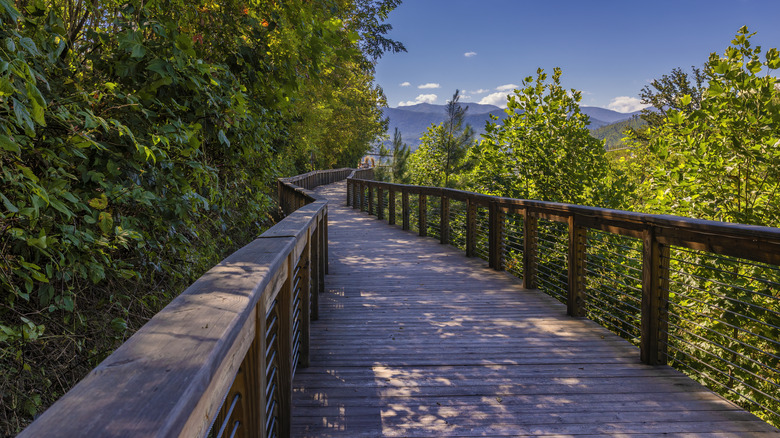 A footpath through trees with scenic views of the mountains in Great Smoky Mountains National Park