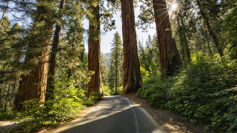 Road in between redwood trees in Redwood National Park, California