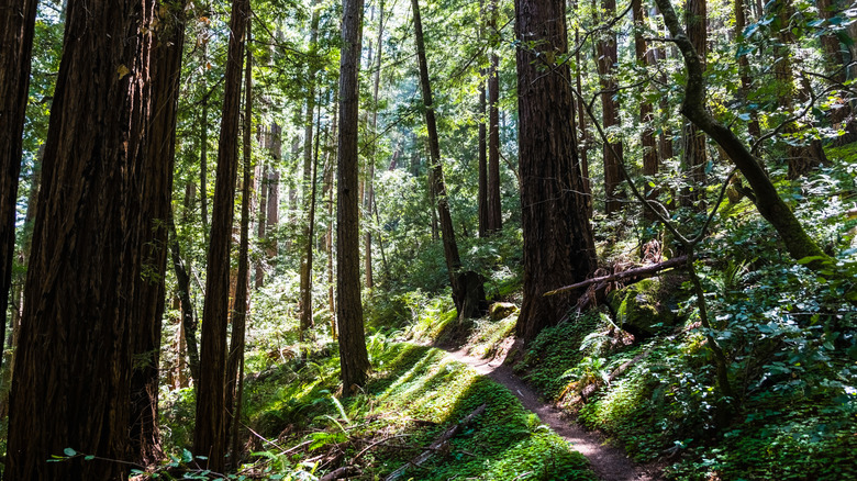 A hiking trail through redwoods at Butano State Park, California