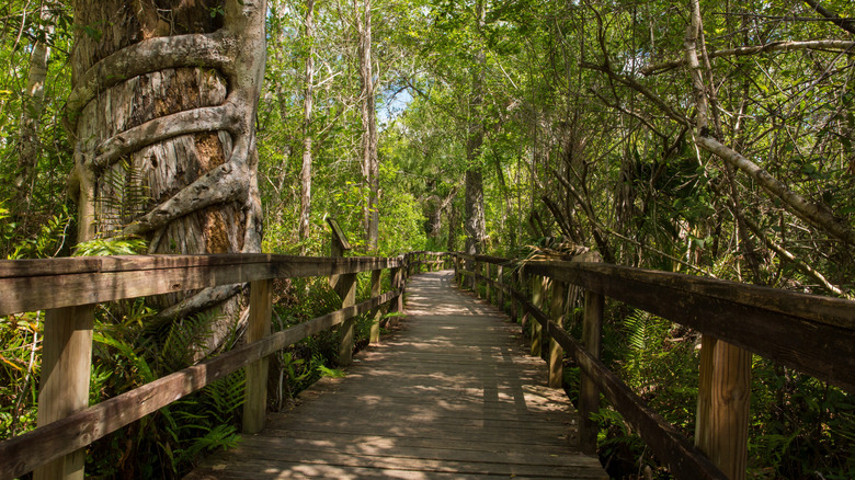 Big Cypress Bend Boardwalk winds through Fakahatchee Strand Preserve State Park