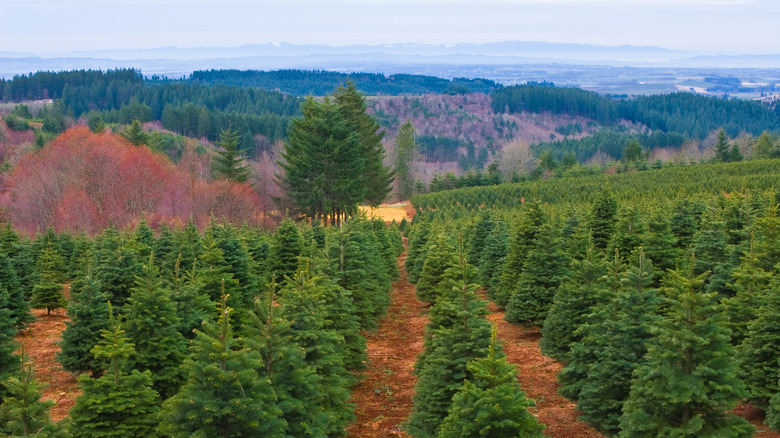 Lines of Christmas trees on a farm in Oregon with fall foliage and mountains in the background