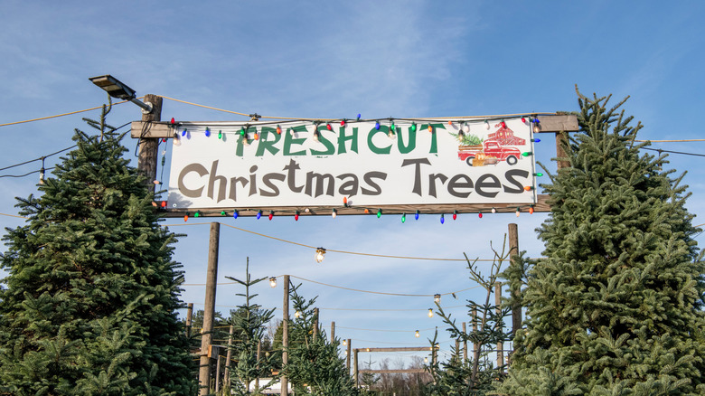 Sign above Christmas tree farm