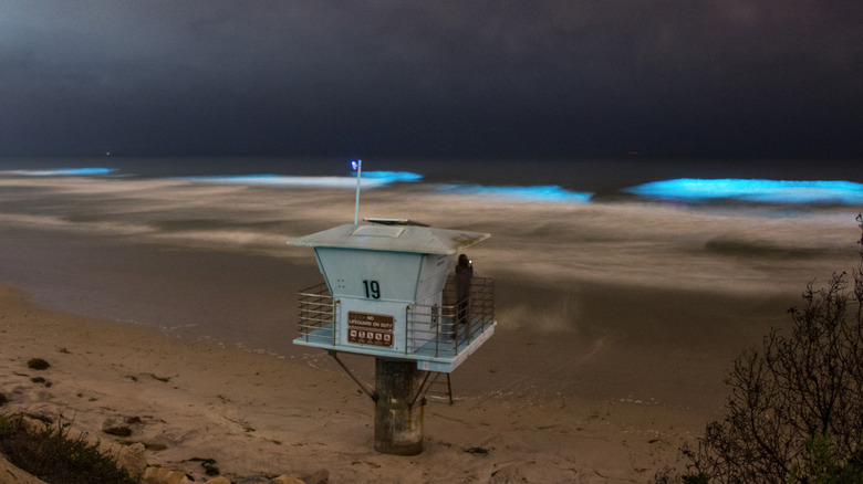 Bioluminescence water one the coast of San Diego, California