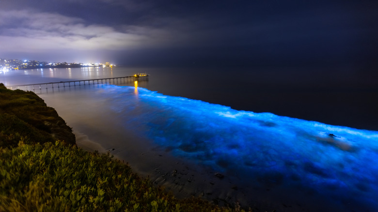 Bioluminescent surf on the San Diego coast