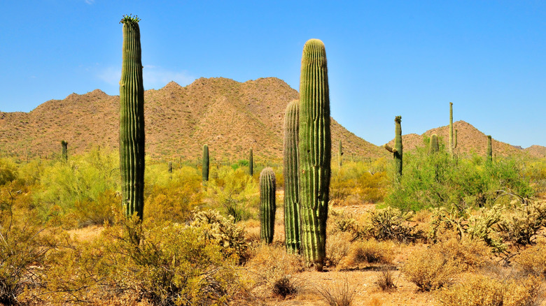 Cacti in the San Tan Mountains just outside of Queen Creek, AZ