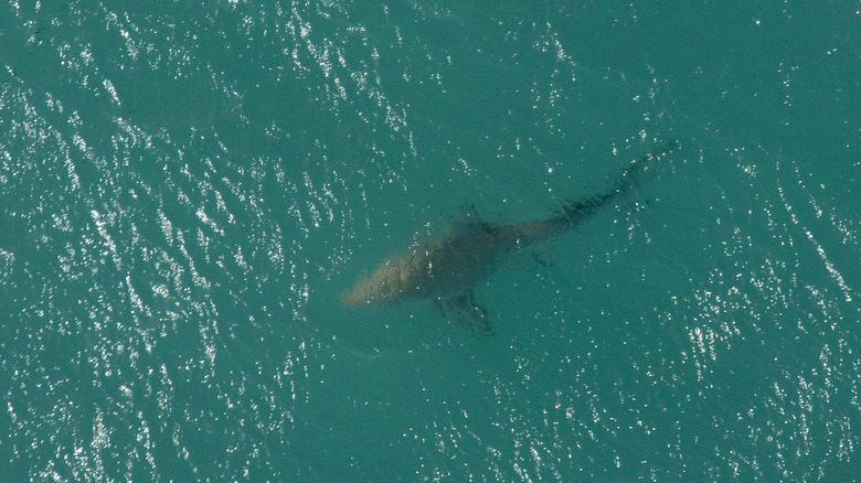 A shark below the surface of the ocean near florida coast