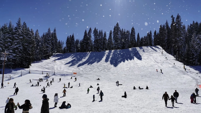 Snowboarders and skiers out on the hills at Granlibakken ski area.