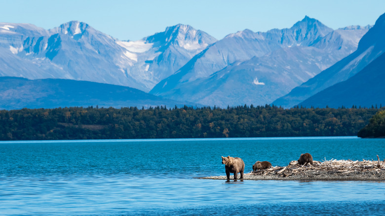A brown bear and its family beside a lake in Alaska