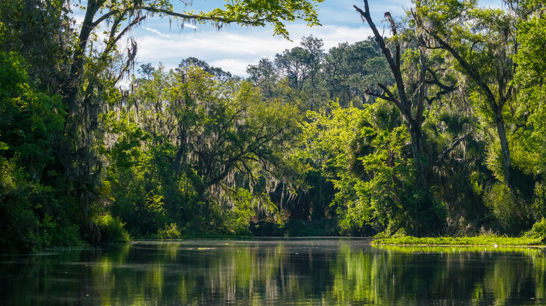Trees fringe a river in the Silver Springs State Park