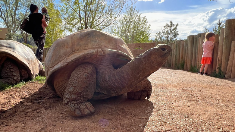 Giant tortoise on a sunny spring day at Reptile Gardens in Rapid City, South Dakota