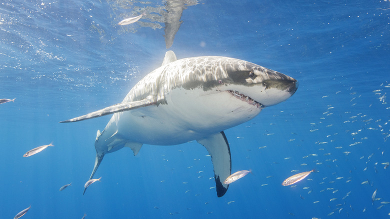 Great White Shark in water with school of fish