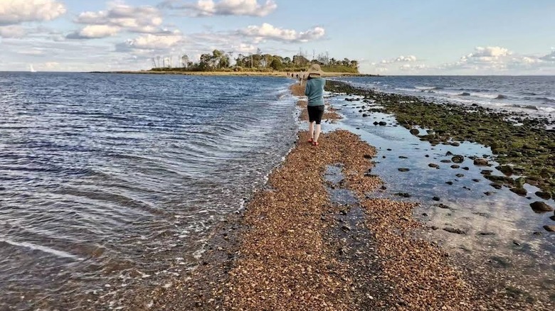 A child crossing the land bridge at Charles Island, Connecticut