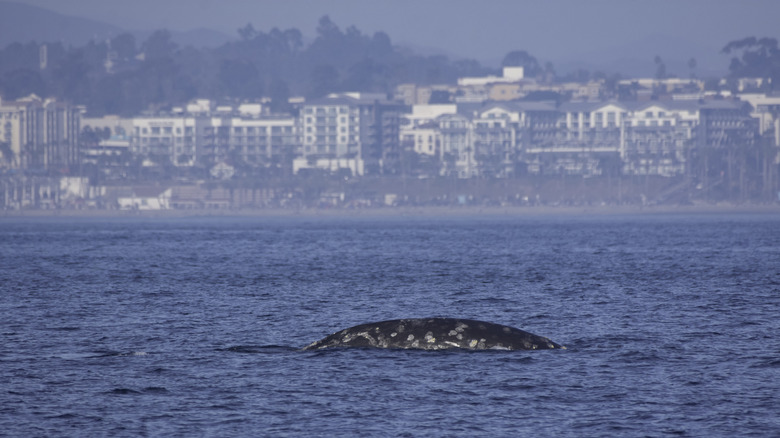 Whale in front of Oceanside Beach in California