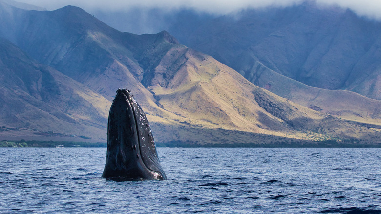 A whale surfacing off the coast of Maui with mountains in the background