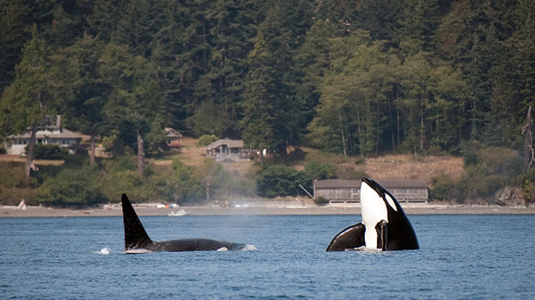 Orca whales off the coast of the San Juan Islands
