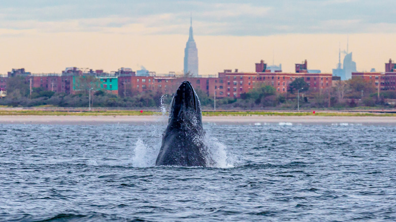 Whale near Rockaway Beach in Queens