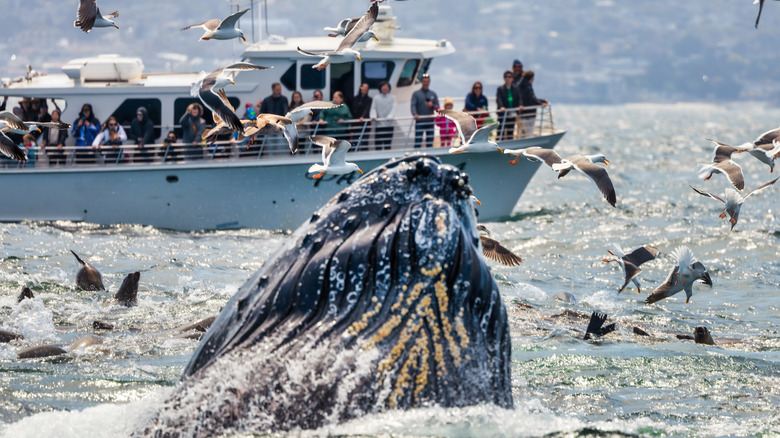 A whale-watching tour spotting a humpback whale and birds in Monterey Bay