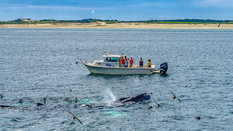 Whales off the coast of Cape Cod, Massachusetts