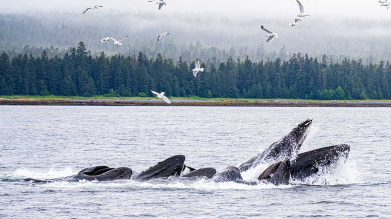 Whales breaching in Juneau, Alaska