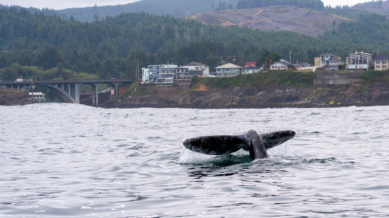 A gray whale's tailfin in Depoe Bay, Oregon