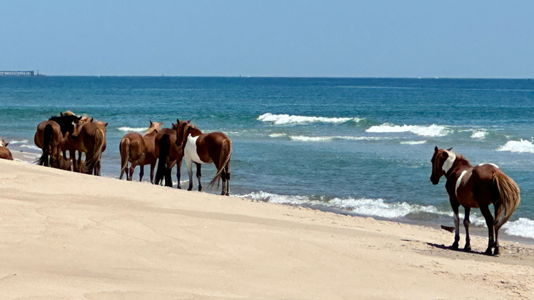 Horses on the beach at Assateague Island