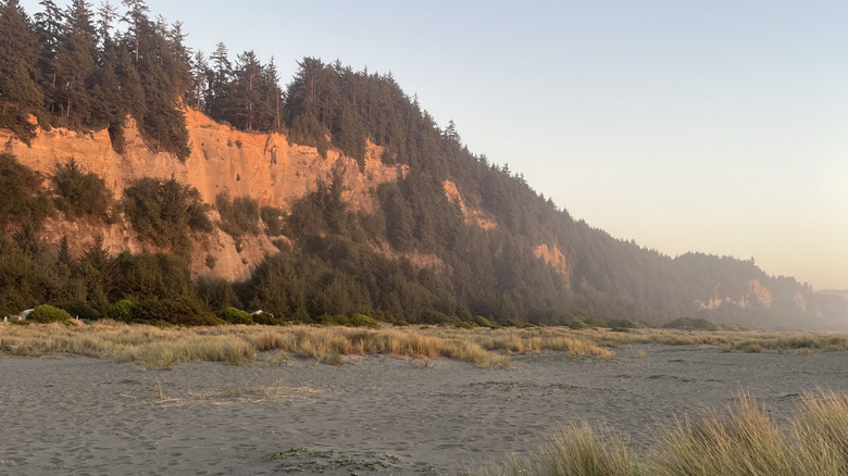The trees lining Gold Bluffs Beach