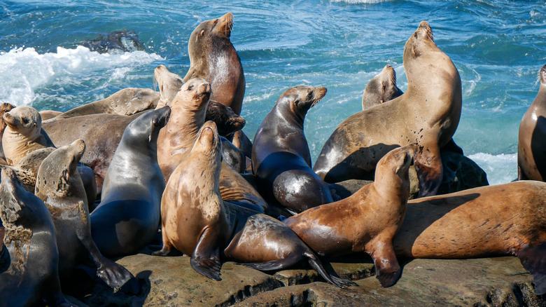 Sea lions sunning at La Jolla Cove