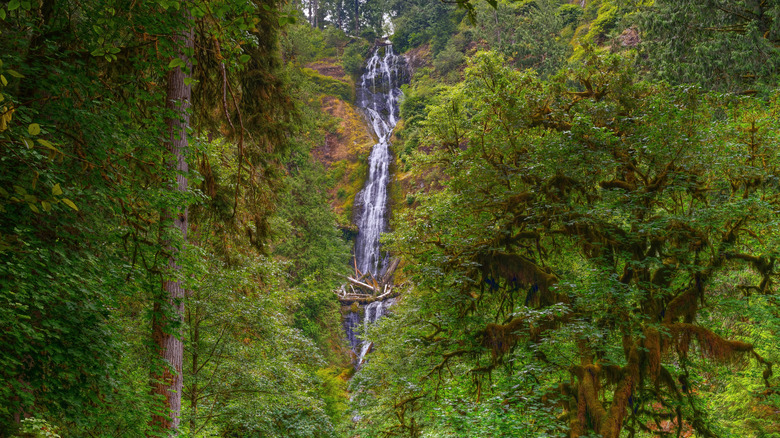 Munson Creek Falls is one of America's tallest secret waterfalls