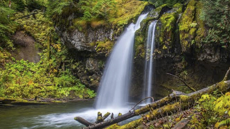 Iron Creek Falls in Gifford Pinchot National Forest, Washington