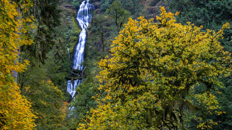 Munson Creek Falls in autumn near Tillamook, Oregon