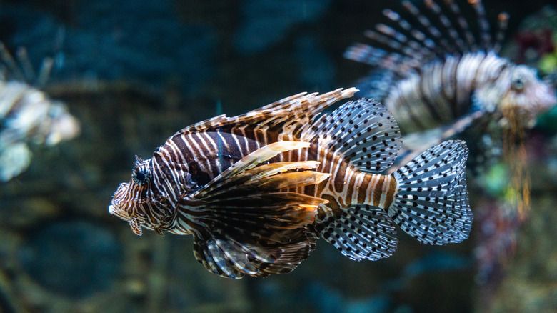 Various fish at Johnny Morris' Wonders of Wildlife National Museum & Aquarium