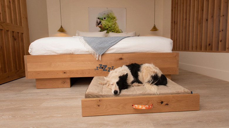 A dog on a dog bed in Best Friends Roadhouse