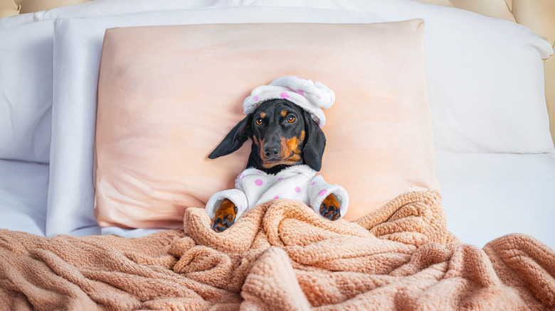 A dog in pajama on a bed